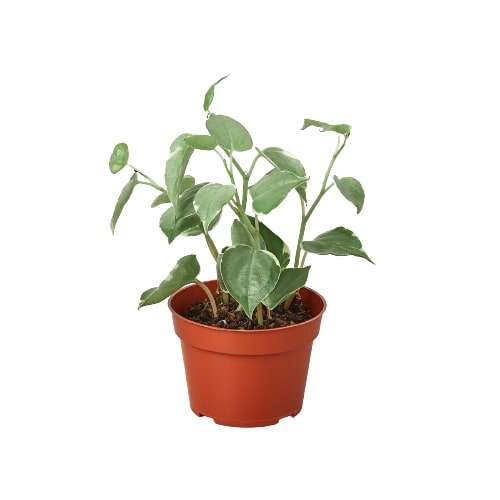 Peperomia 'Cupid' potted plant