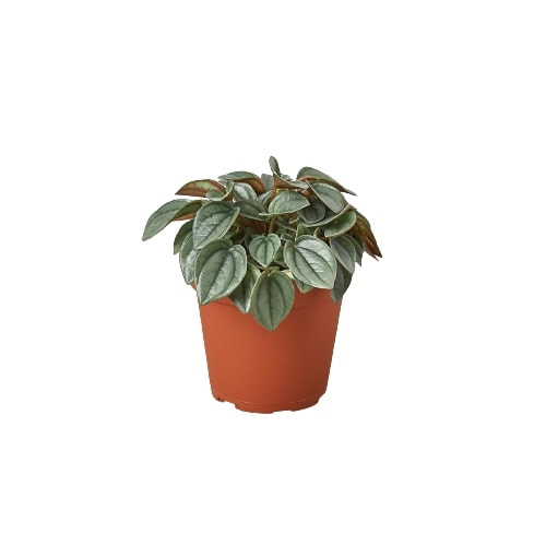 Peperomia 'Napoli Nights' 4" potted plant