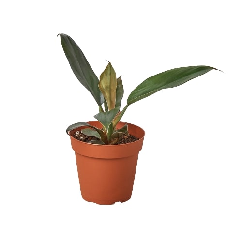 Philodendron 'Black Cardinal' 4" potted plant