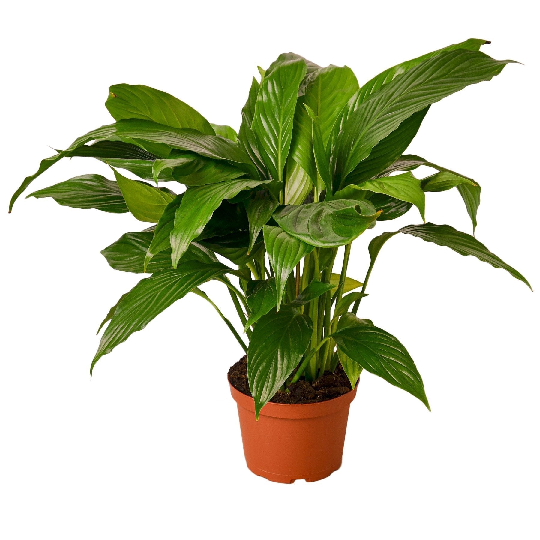 Spathiphyllum 'Peace Lily' 6" potted plant