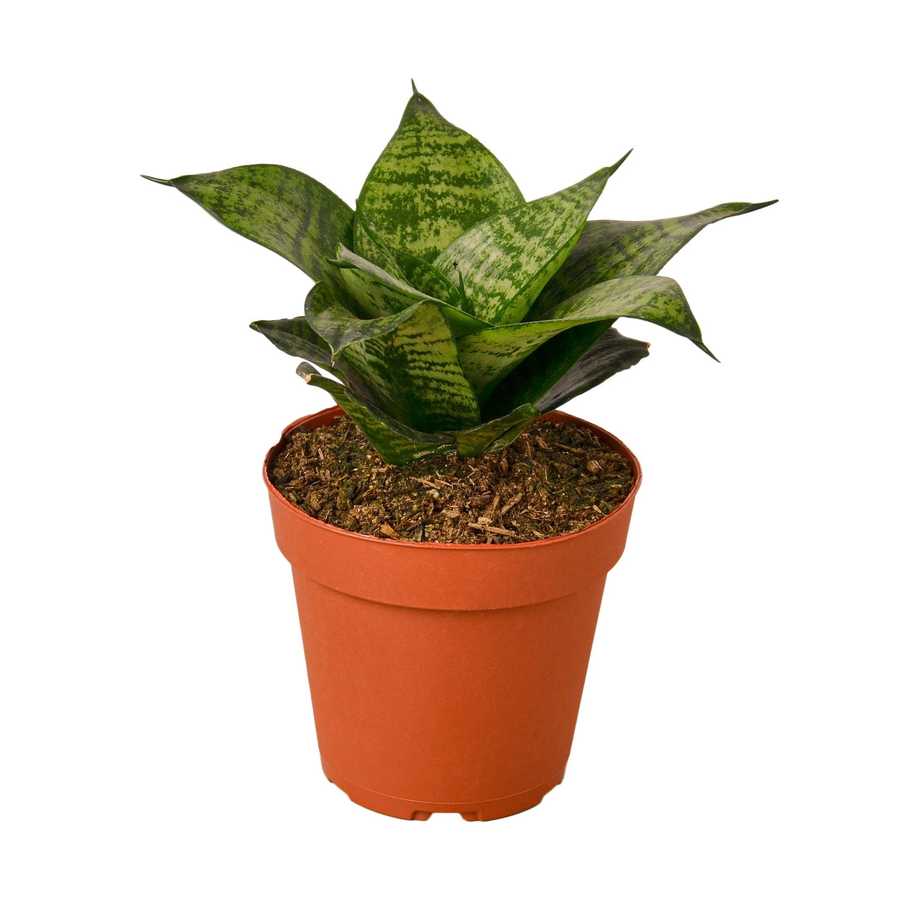Snake Plant Black Robusta 4" potted plant