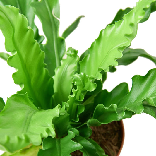 Bird’s Nest 'Victoria' Fern potted plant
