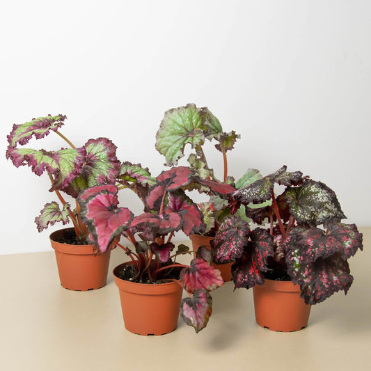 Begonia 'Rex' potted plant