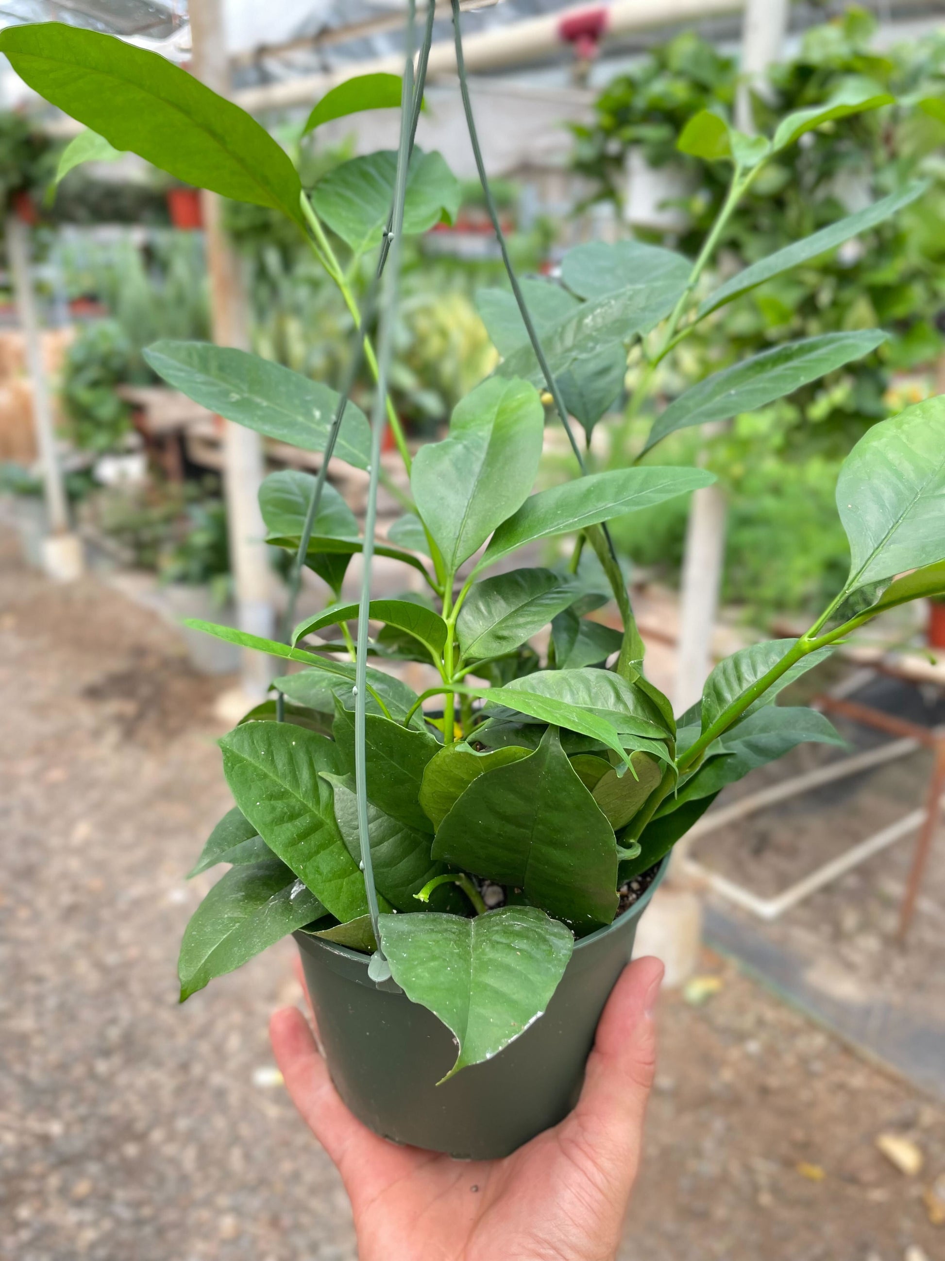 Hoya 'Shooting Star' potted plant