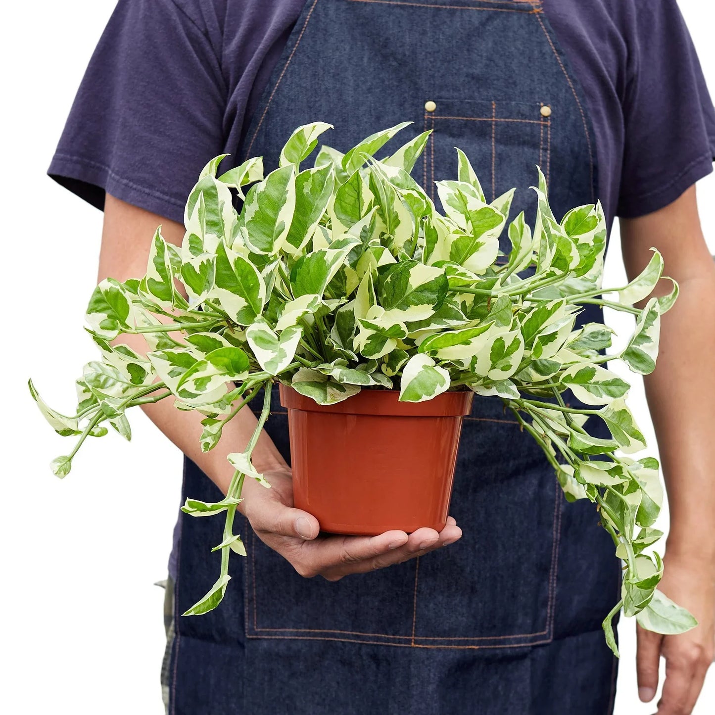 Pothos 'N'joy' potted plant