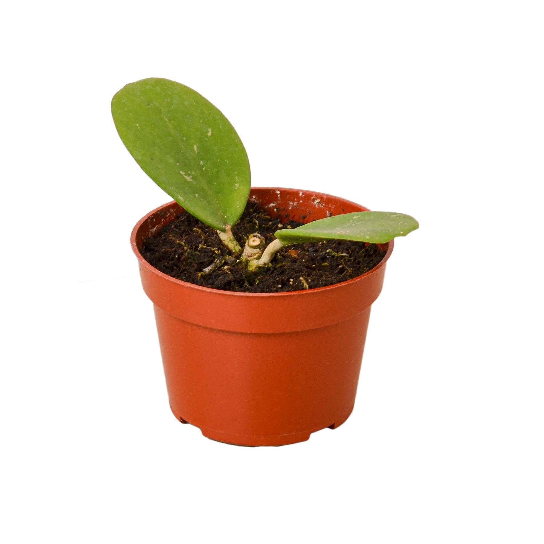 Hoya Obovata 4" potted plant