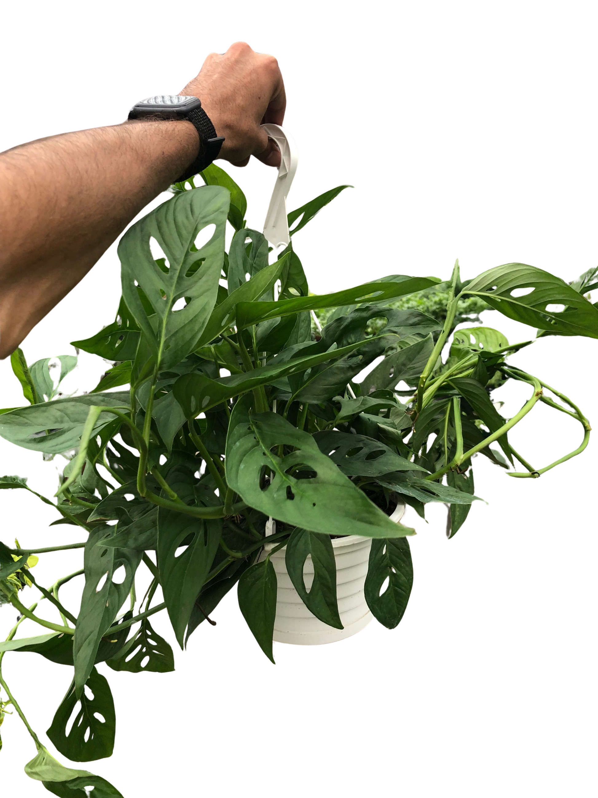 Monstera Adansonii 'Swiss Cheese' potted plant