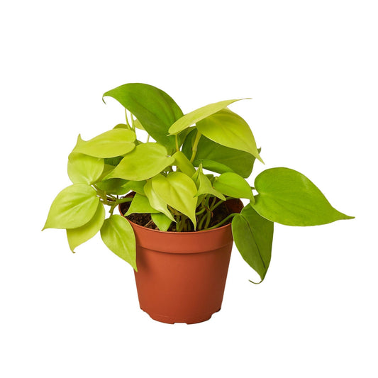 Philodendron 'Neon' 6" potted plant