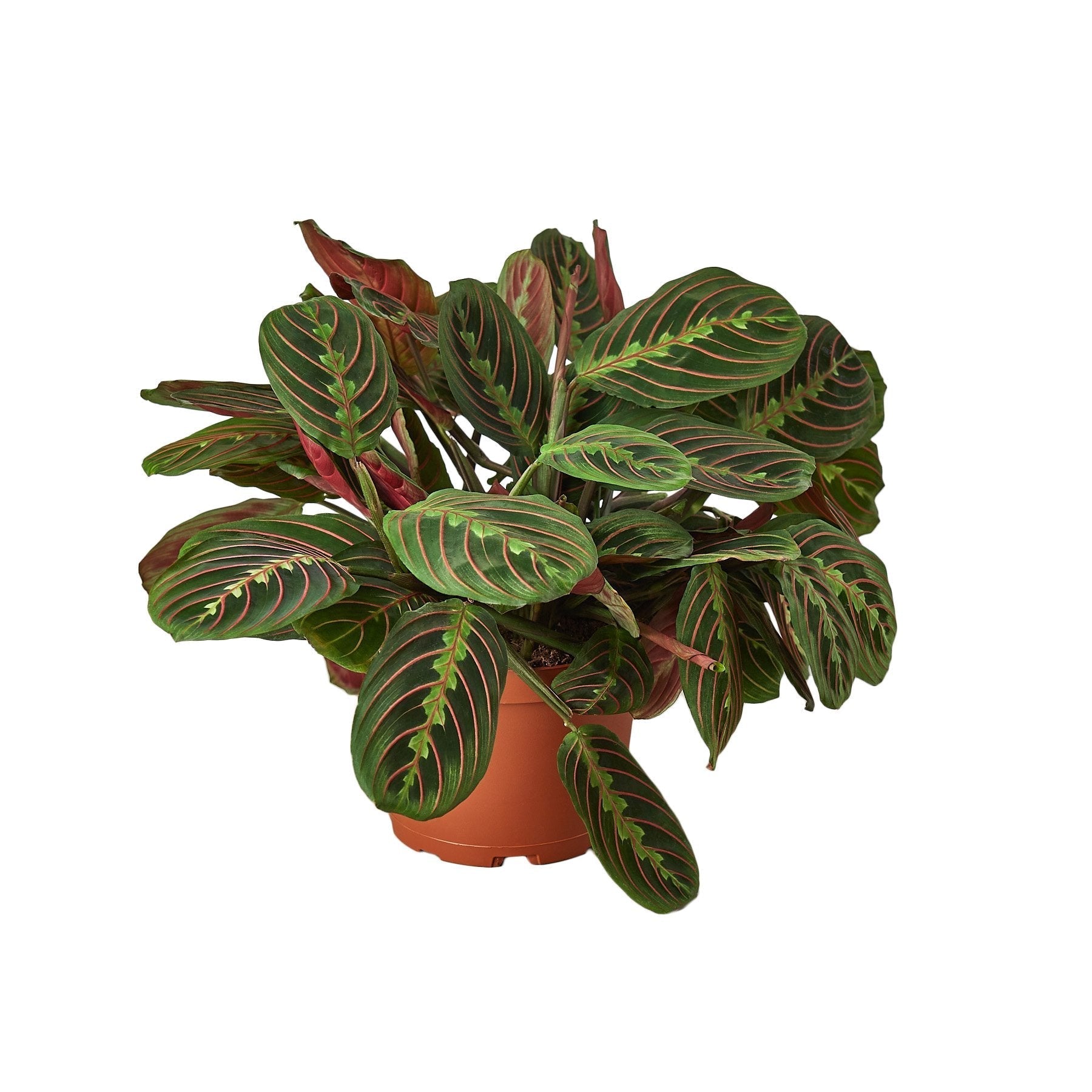 Maranta Red Prayer 6" potted plant