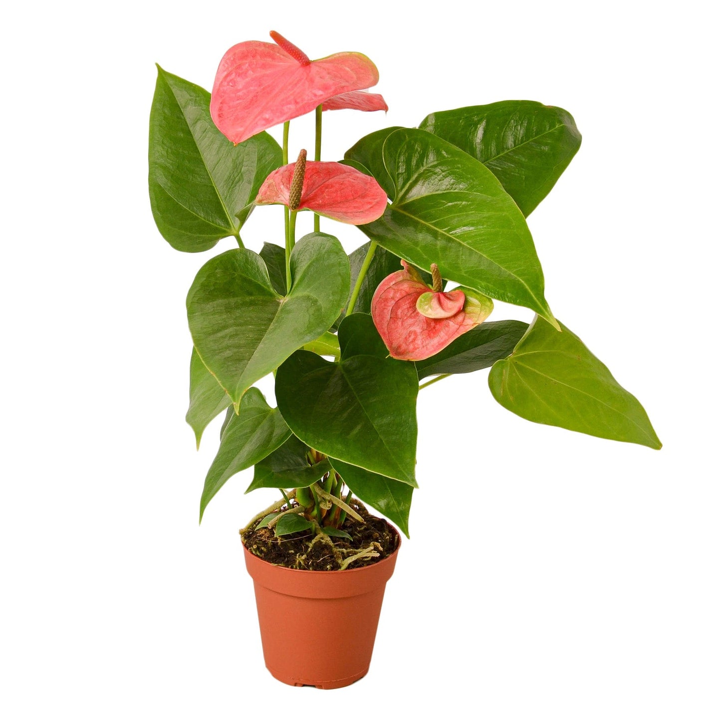 Anthurium 'Pink' 4" potted plant