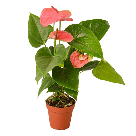 Anthurium 'Pink' 4" potted plant