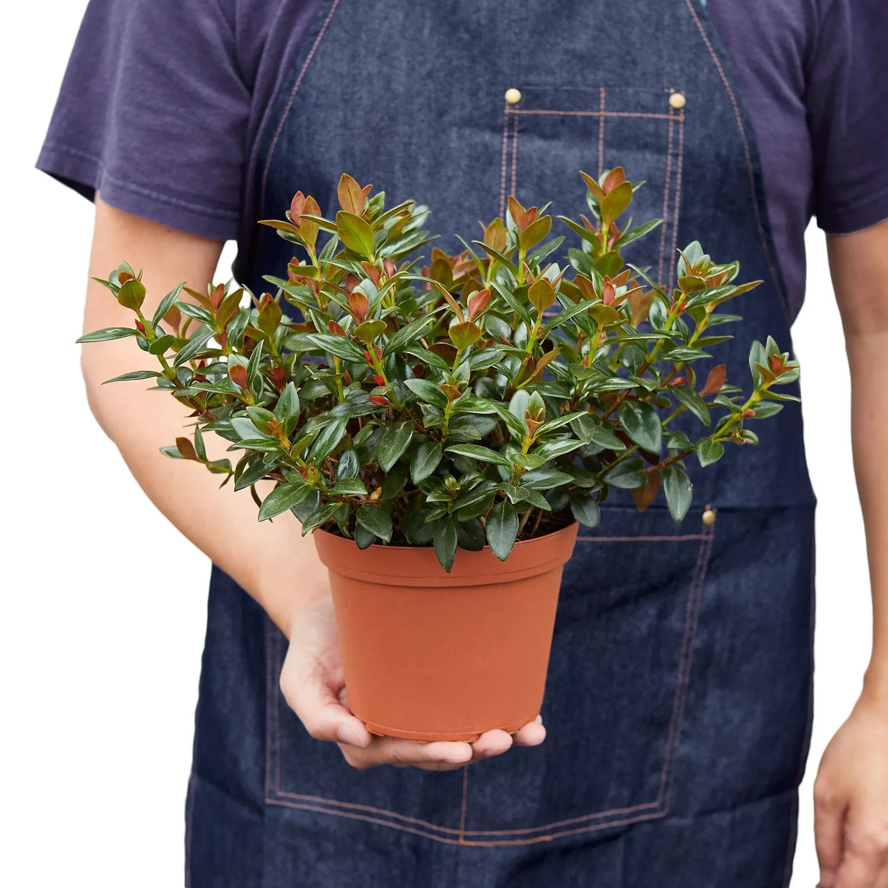 Nematanthus Black Goldfish Plant potted plant