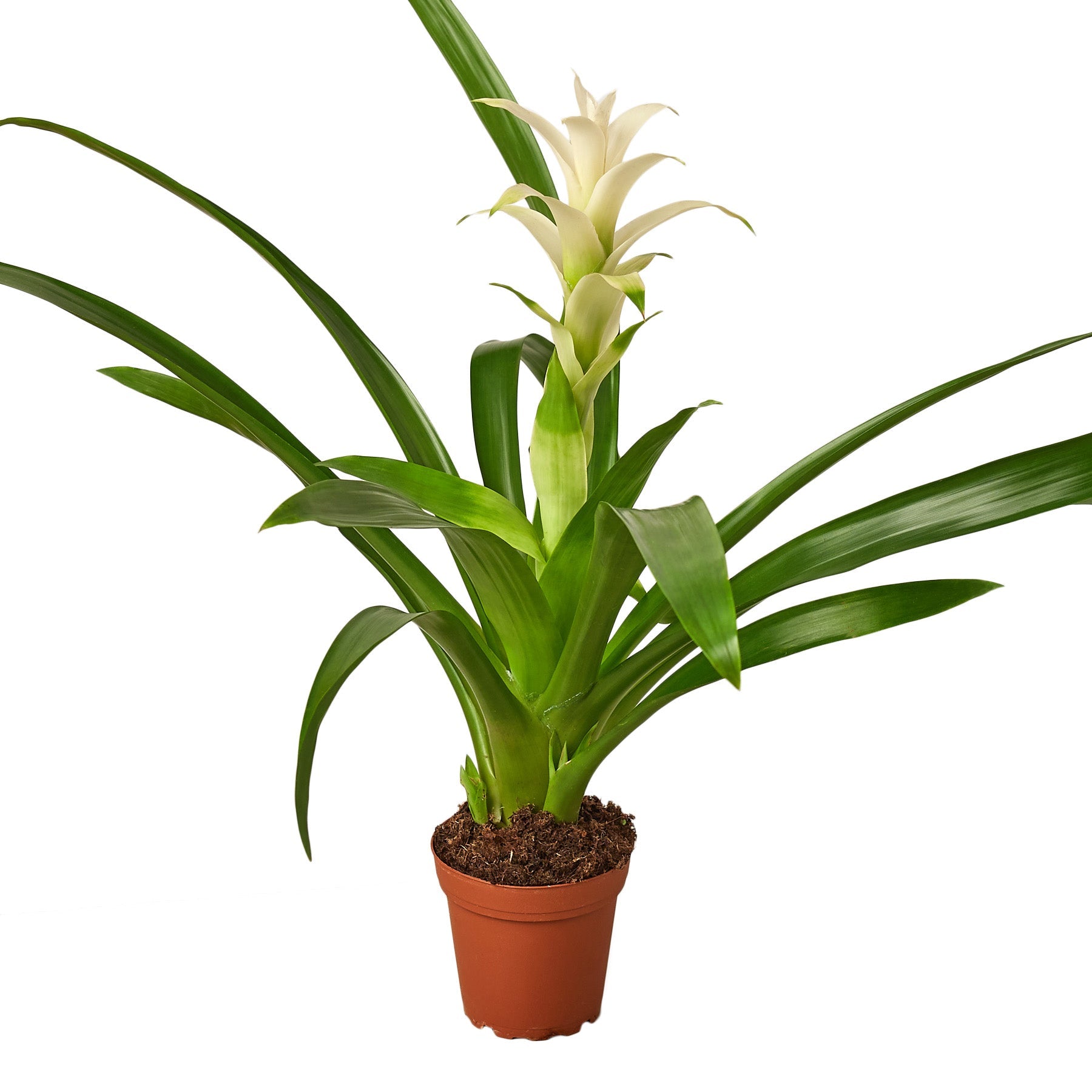 Bromeliad Guzmania 'White' potted plant