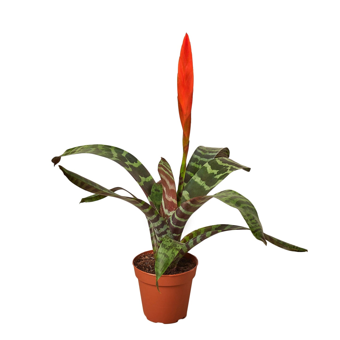 Bromeliad Vriesea 'Splenriet' 4" potted plant