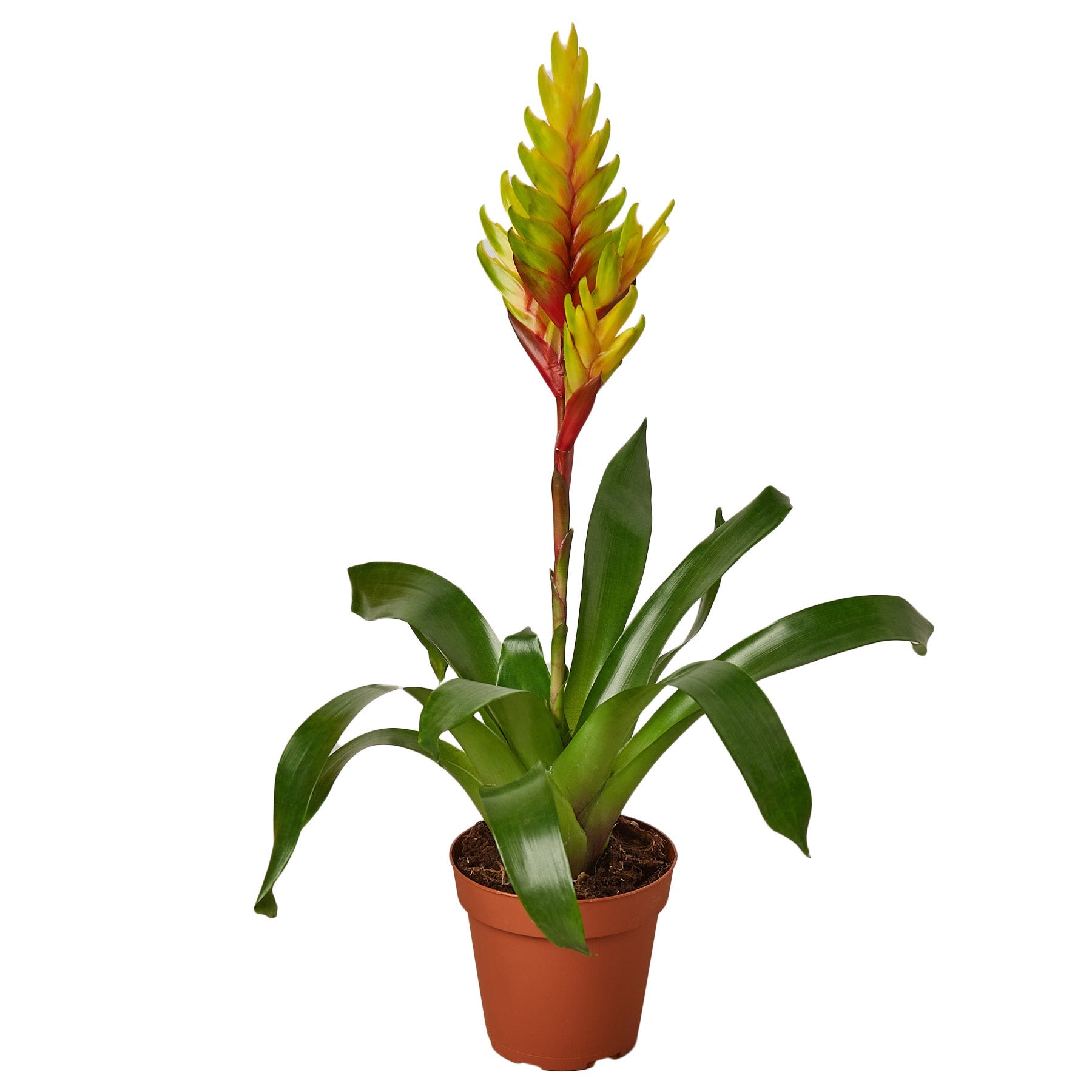 Bromeliad Vriesea 'Energy' 4" potted plant