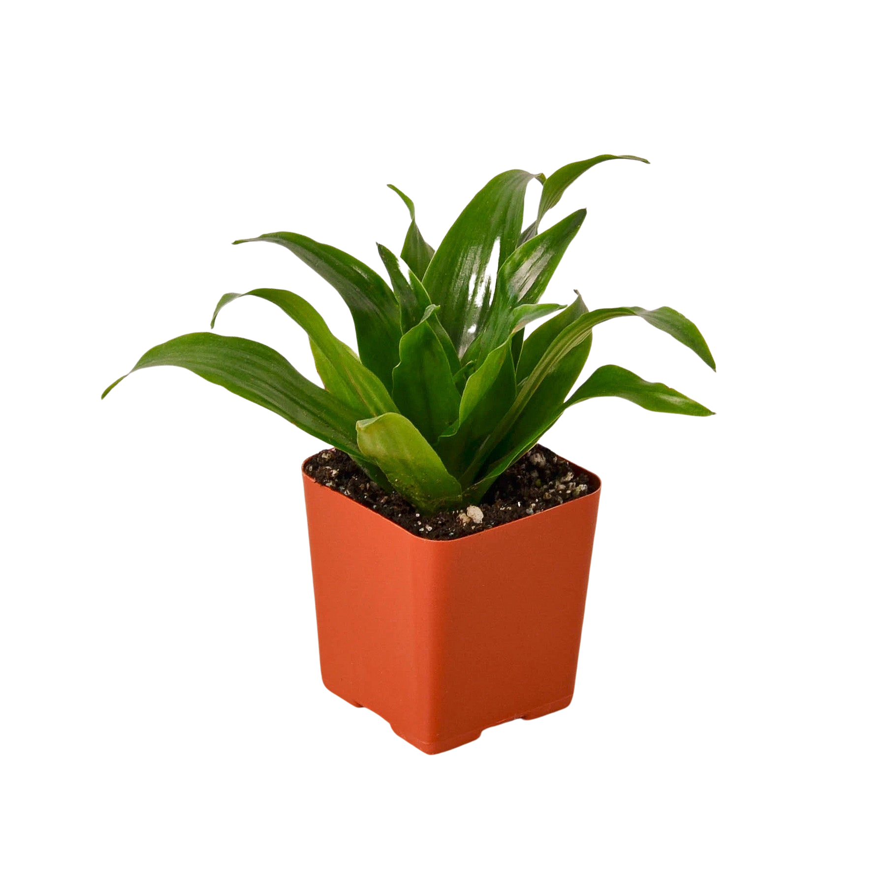 3" Tropical Plant Variety Bundle 3" potted plant
