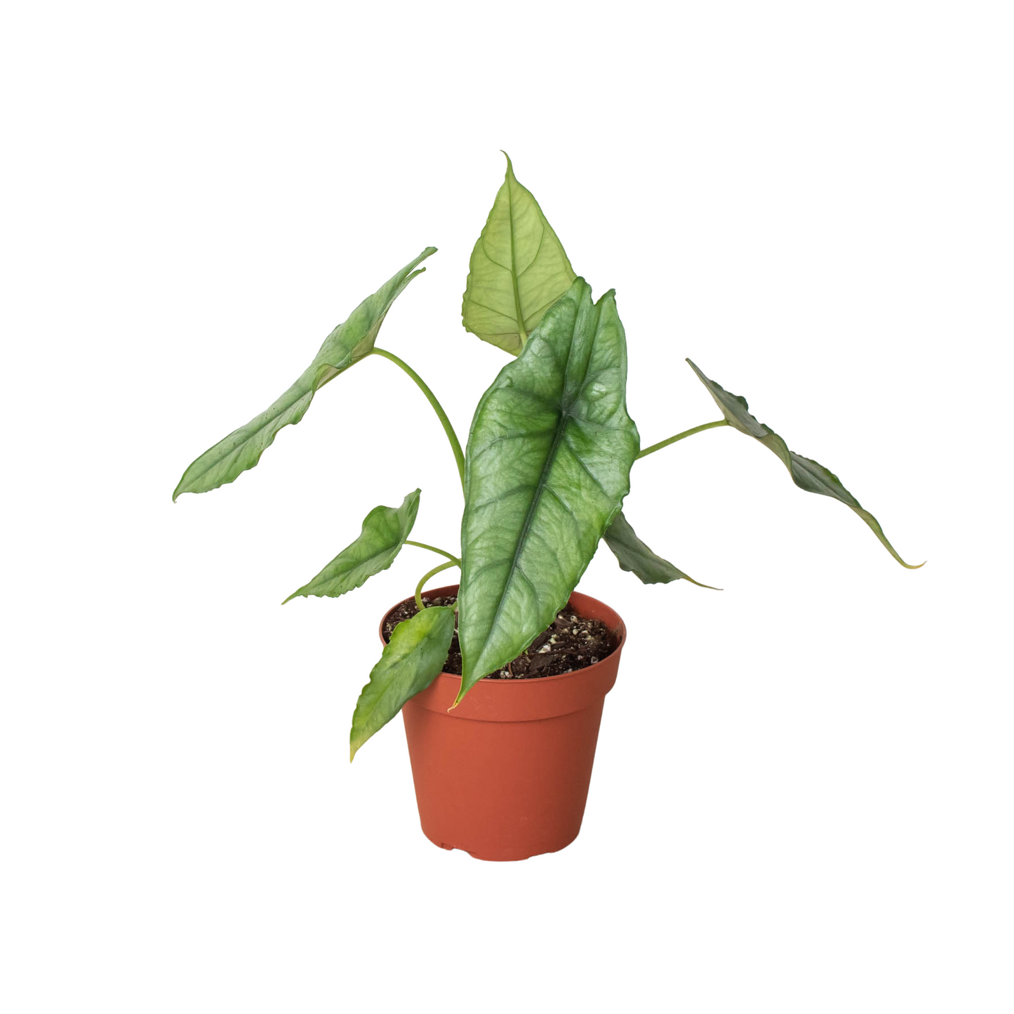 Alocasia 'Dragons Breath' potted plant