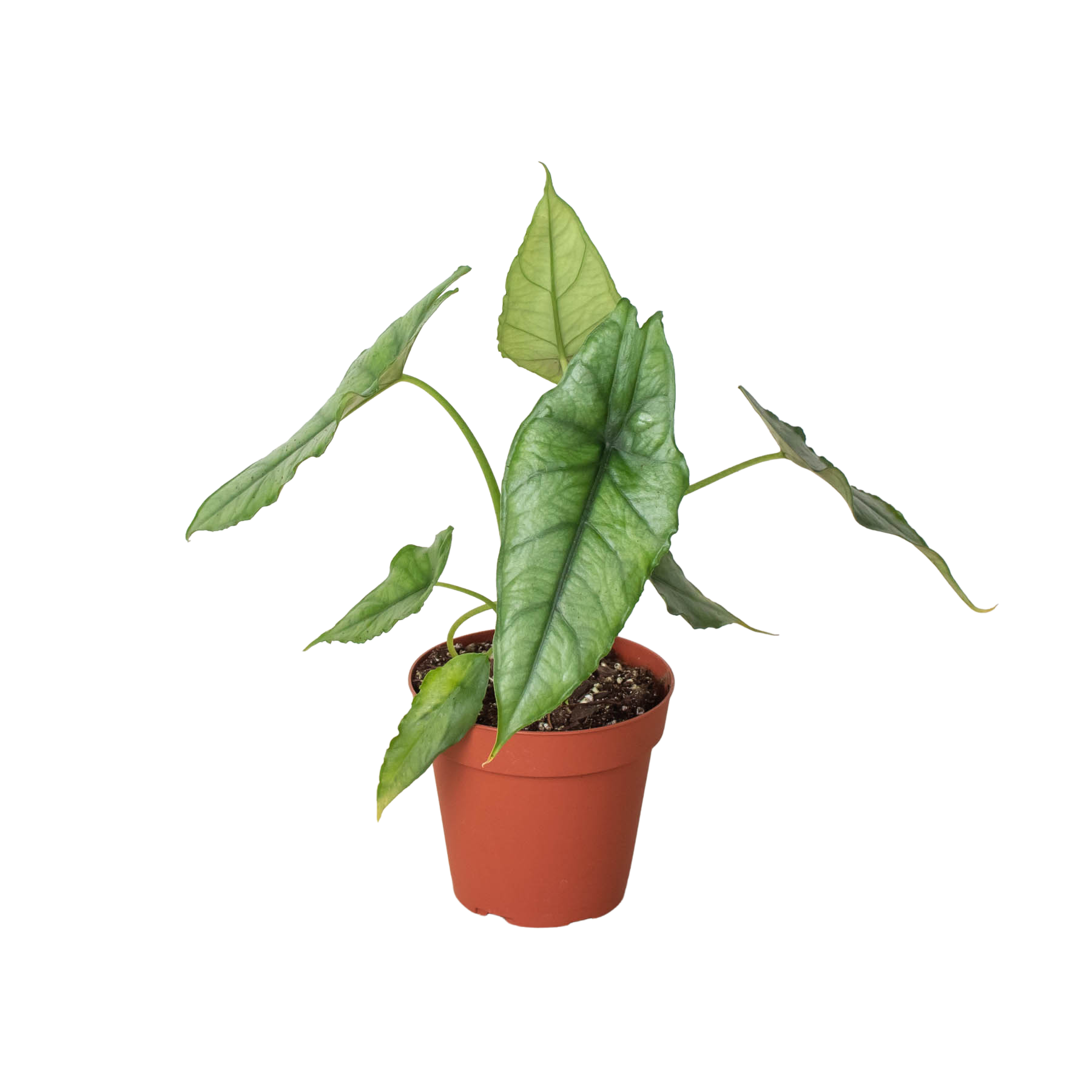 Alocasia 'Dragons Breath' potted plant