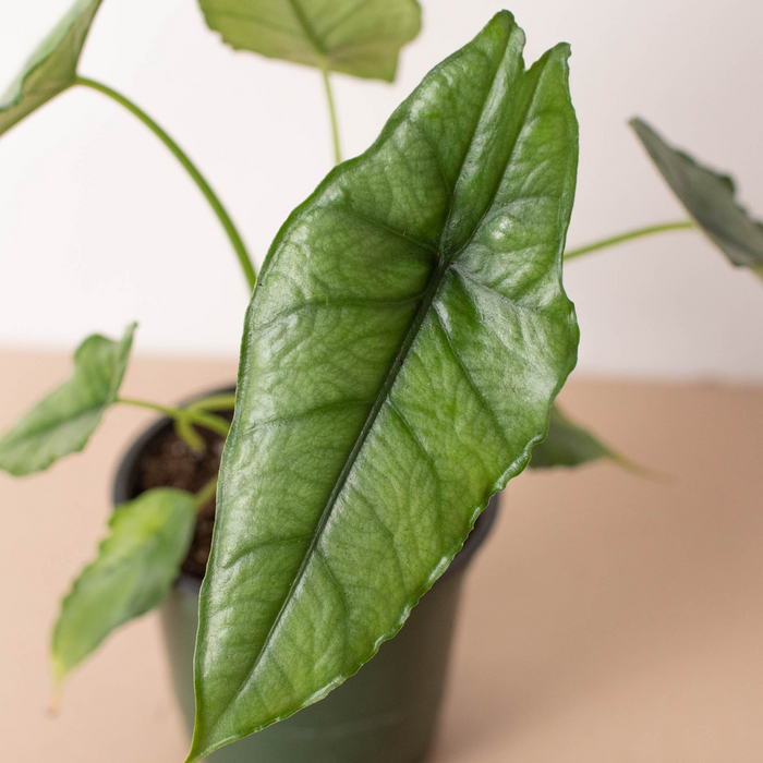 Alocasia 'Dragons Breath' potted plant