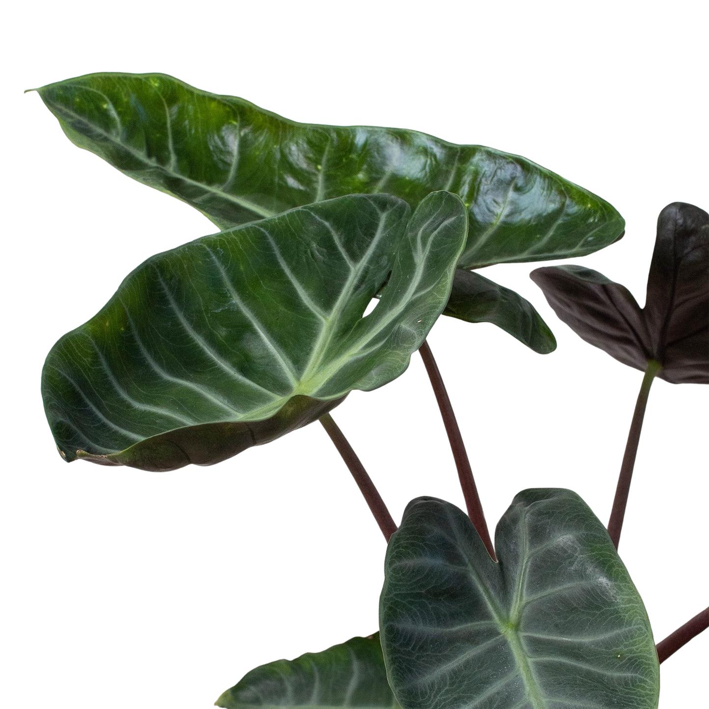 Alocasia 'Ebony' potted plant
