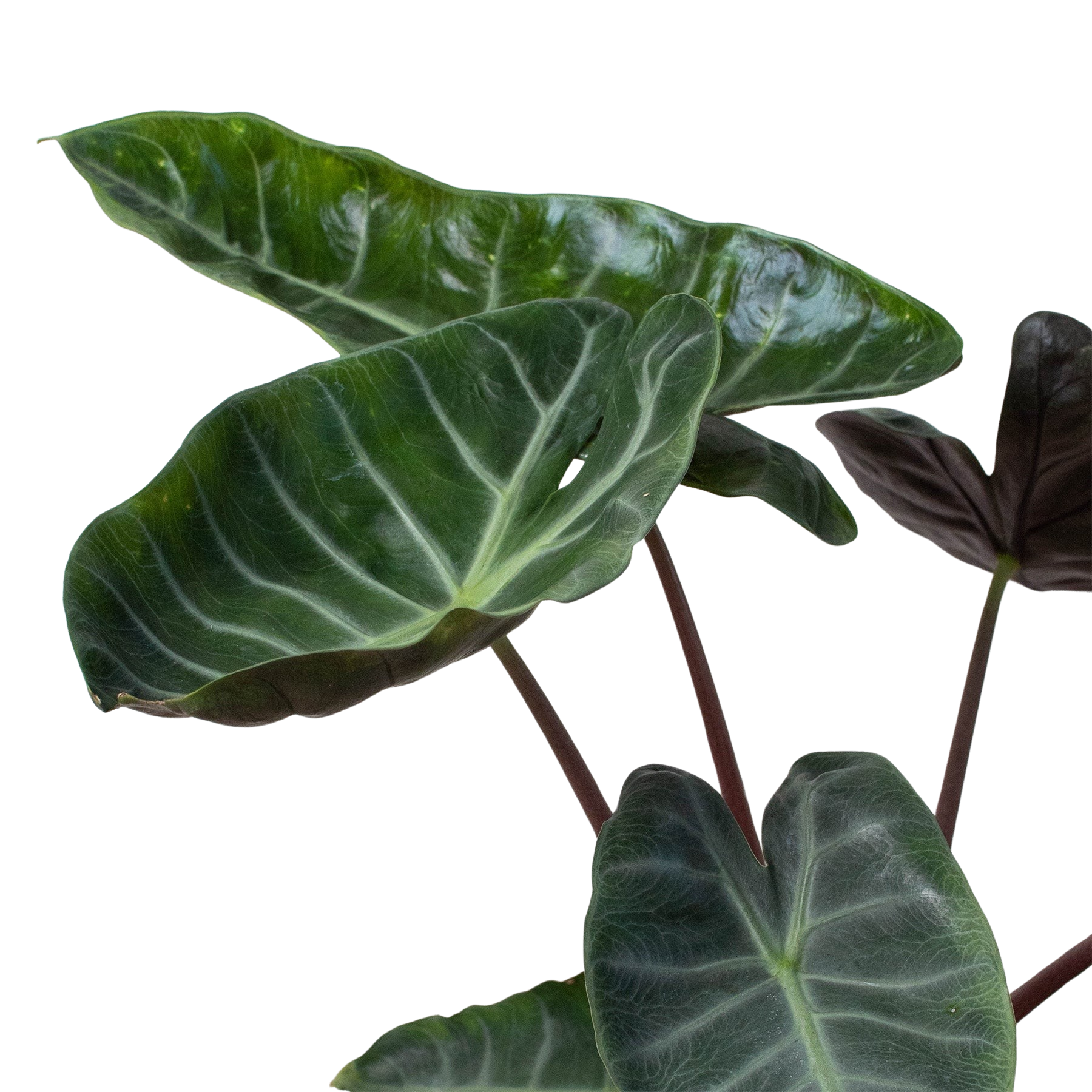 Alocasia 'Ebony' potted plant