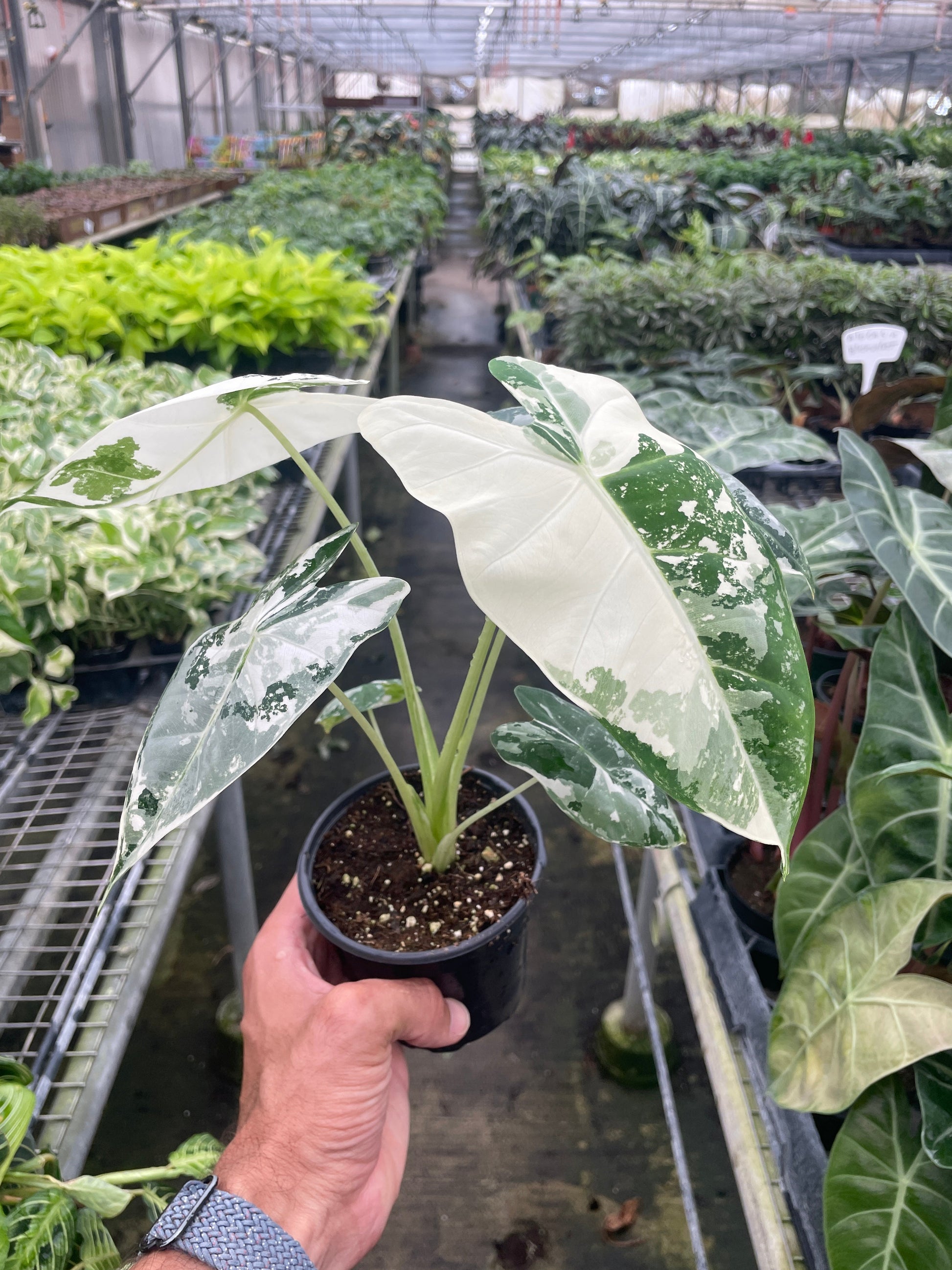 Alocasia Micholitziana 'Frydek' Variegated 4" potted plant