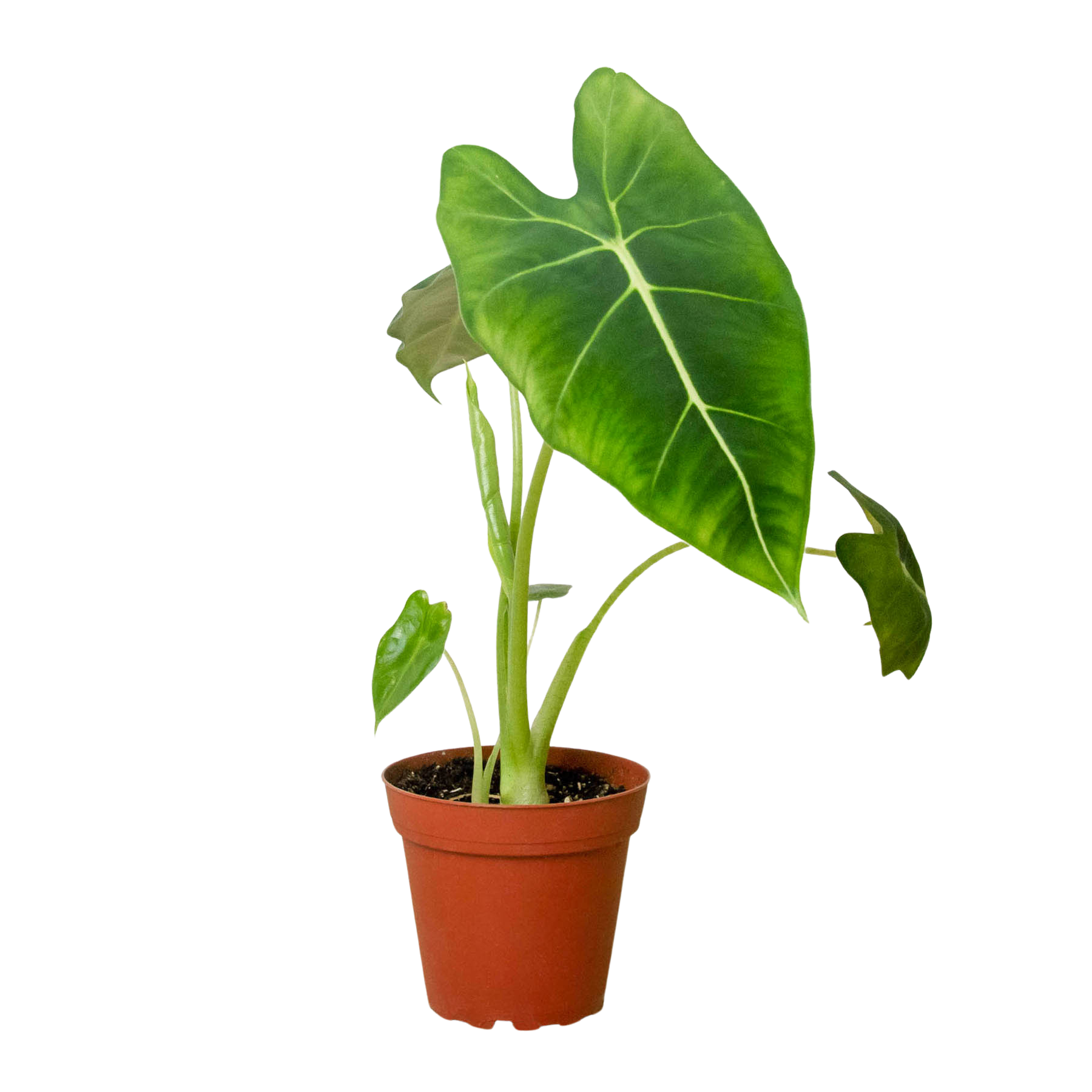 Alocasia Micholitziana 'Frydek' potted plant