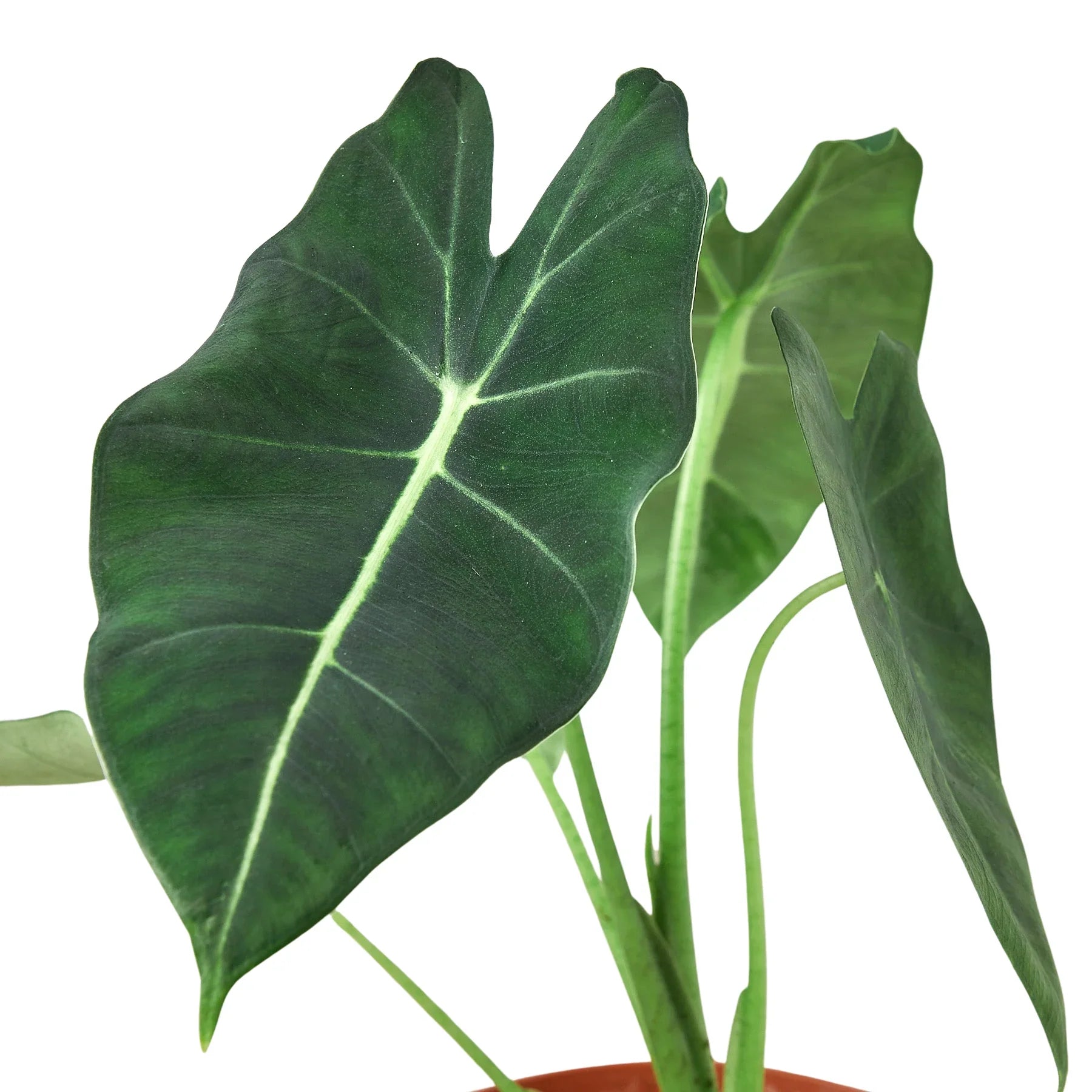 Alocasia Micholitziana 'Frydek' potted plant