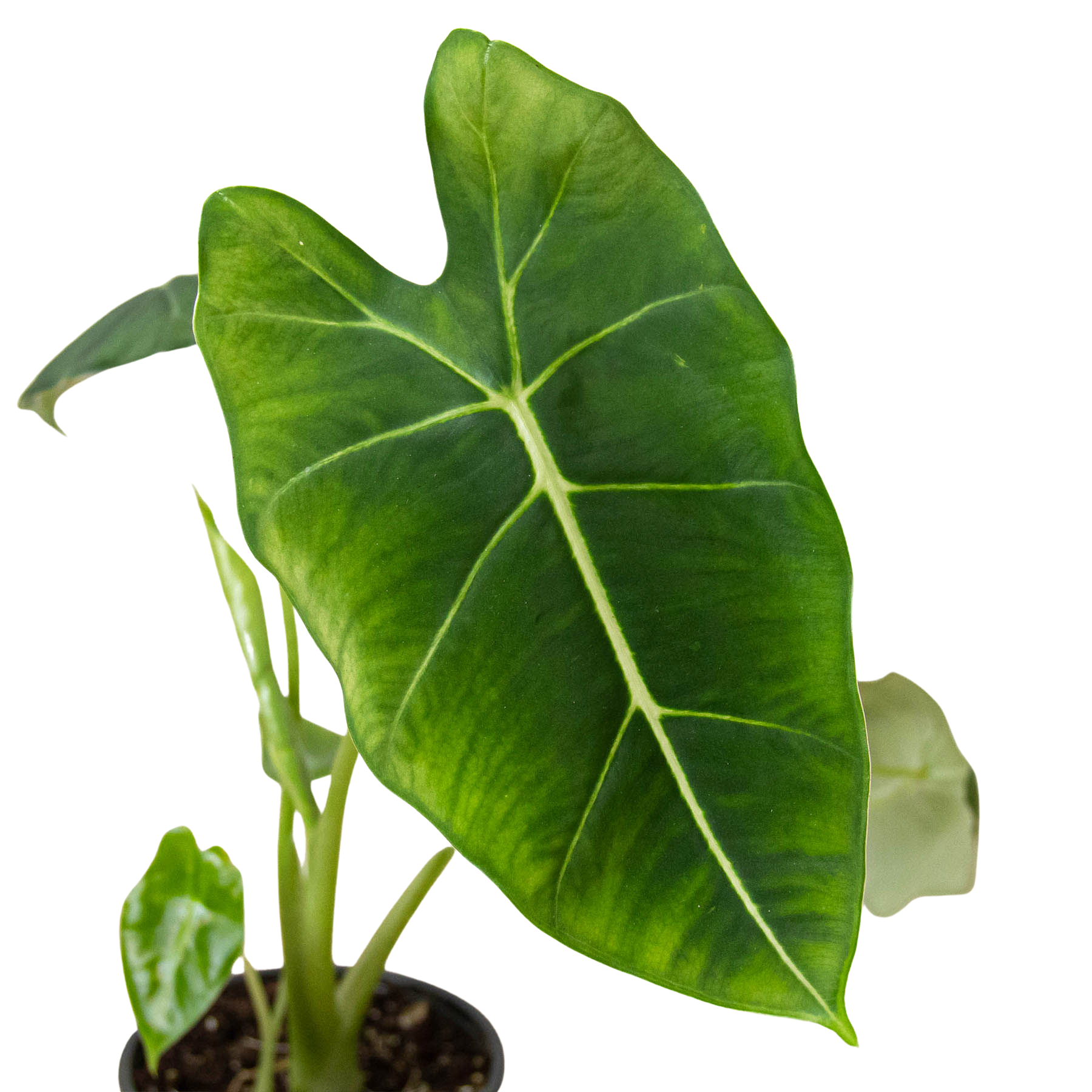 Alocasia Micholitziana 'Frydek' potted plant