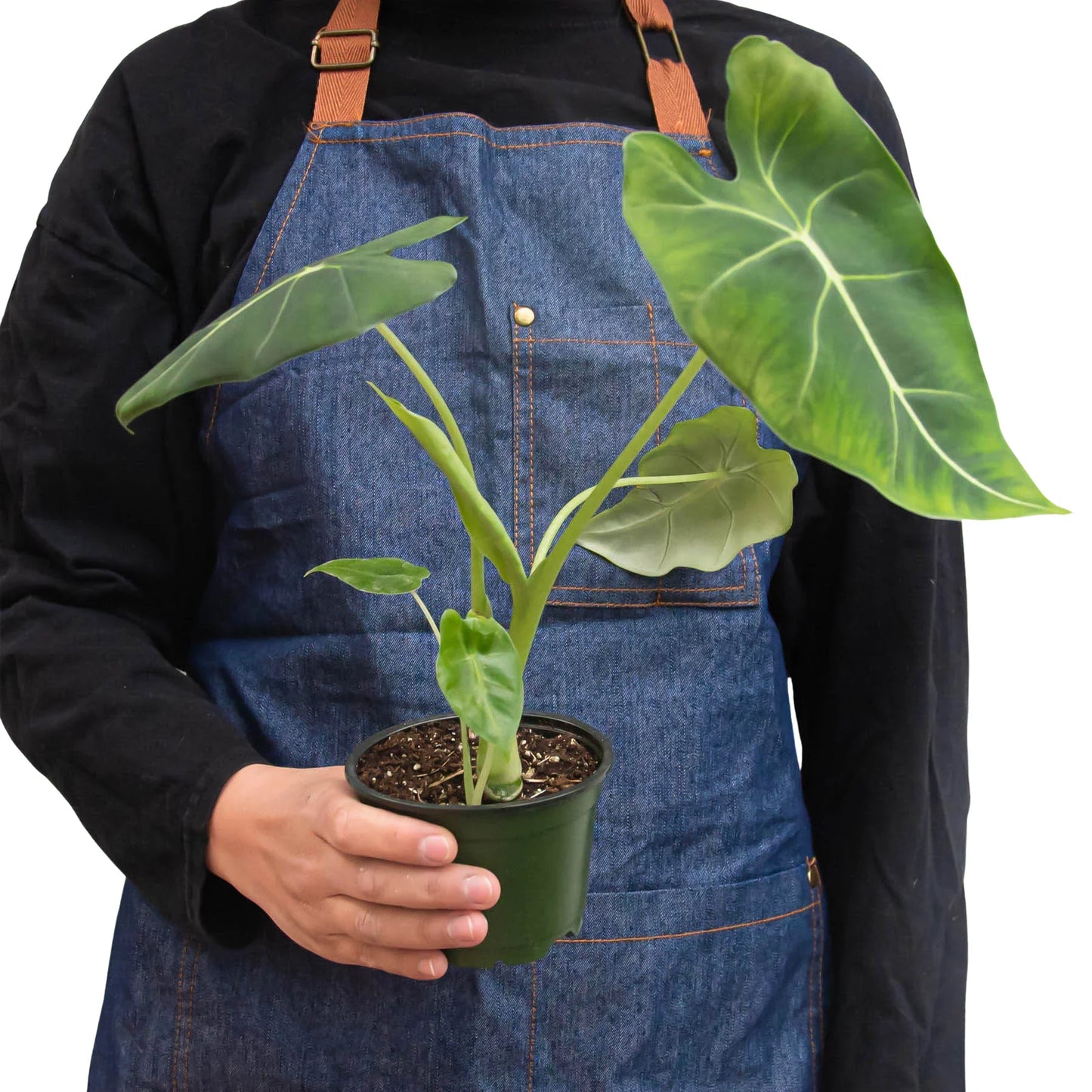 Alocasia Micholitziana 'Frydek' potted plant