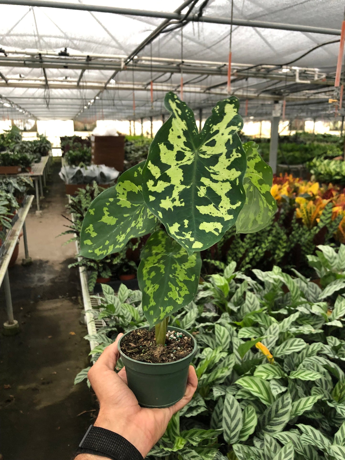 Alocasia 'Hilo Beauty' potted plant
