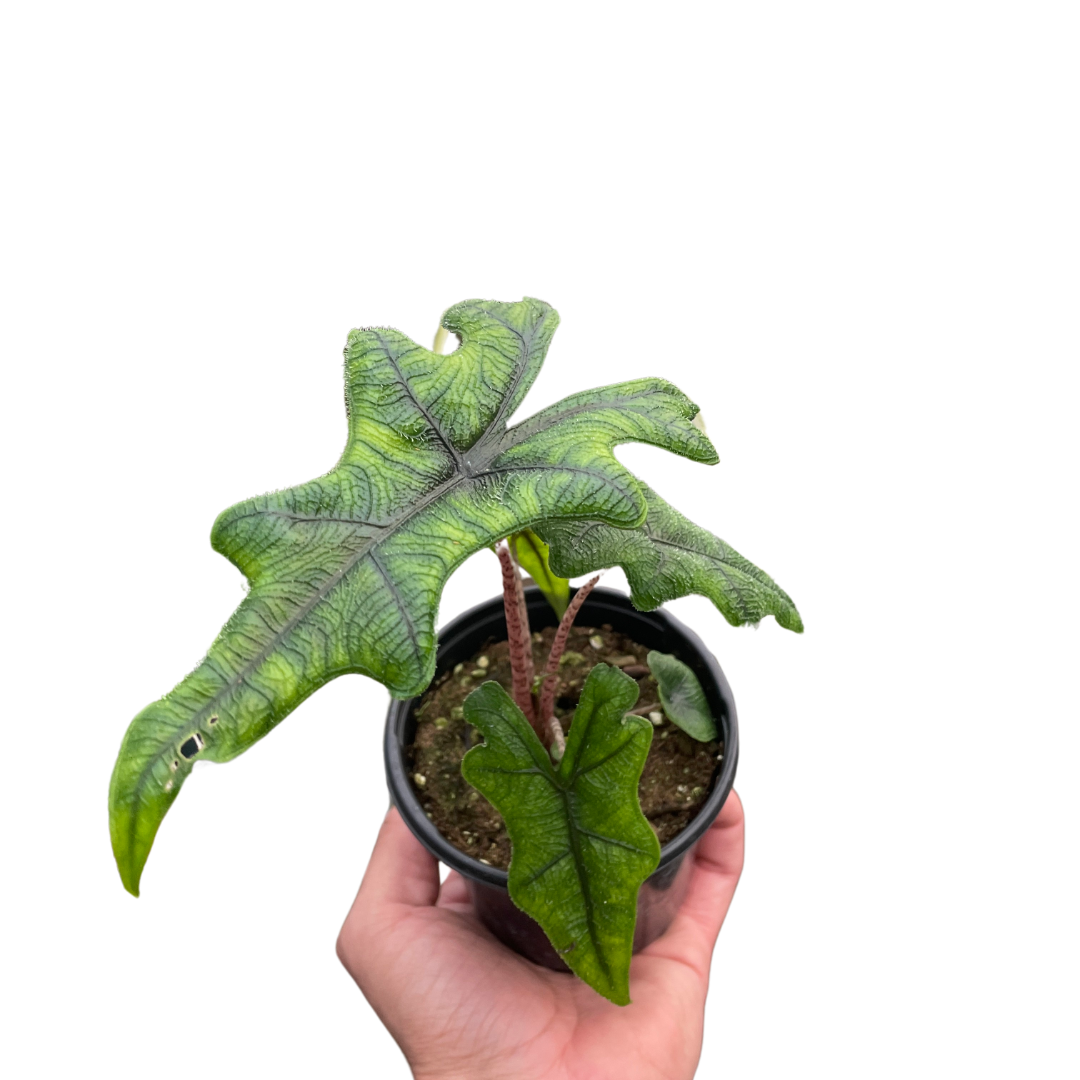 Alocasia 'Jacklyn' potted plant
