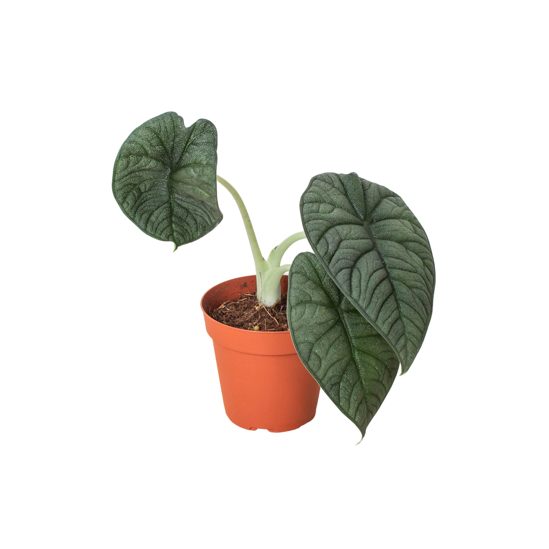 Alocasia 'Melo' potted plant