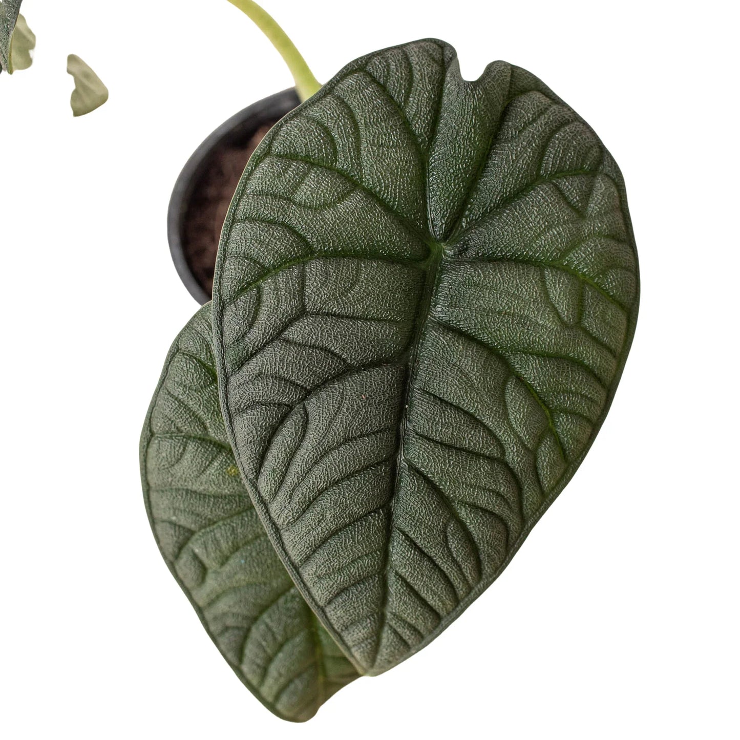 Alocasia 'Melo' potted plant