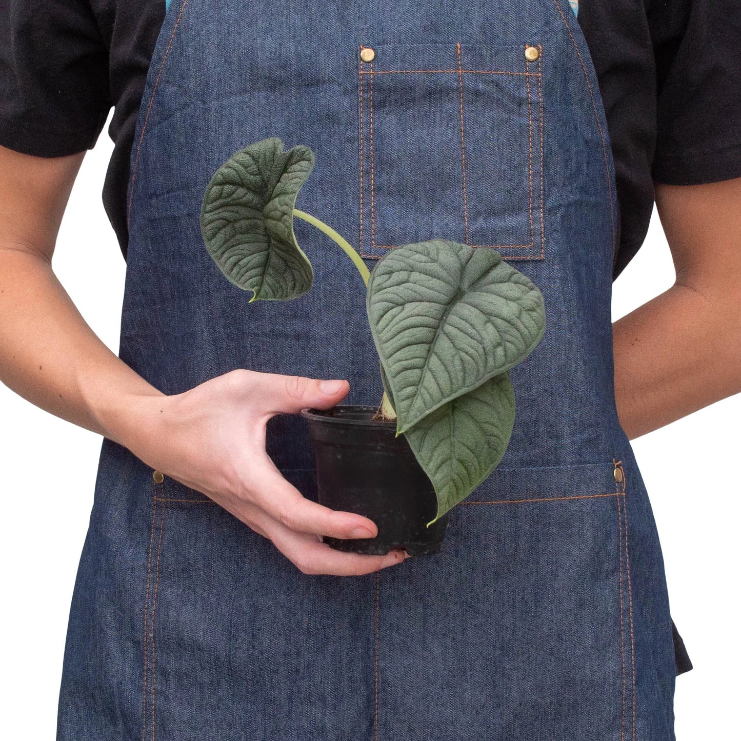 Alocasia 'Melo' potted plant