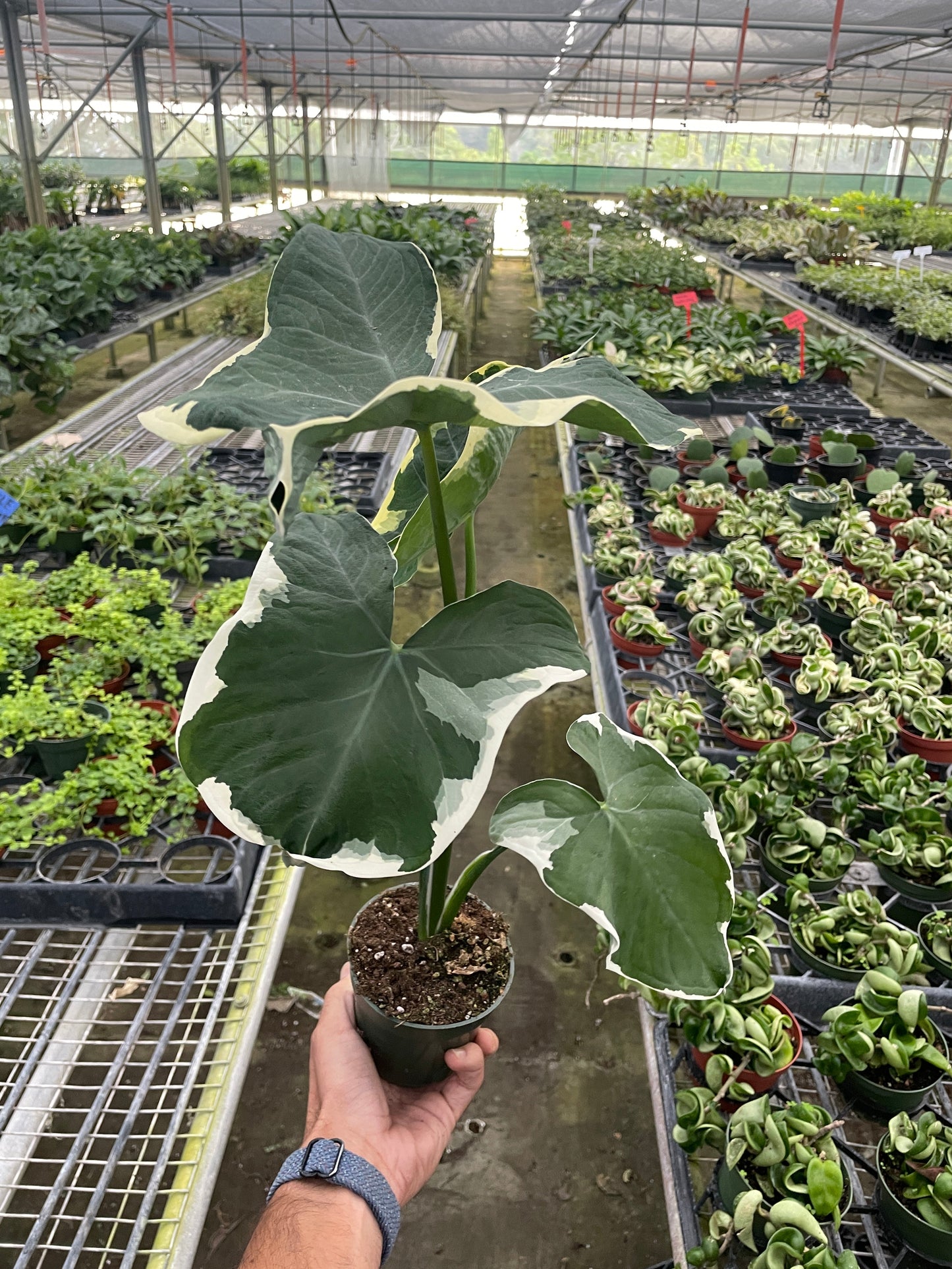 Alocasia 'Mickey Mouse' (Xanthosoma sagittifolium 'Variegatum Monstrosum') potted plant