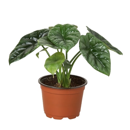 Alocasia 'Mirror Face' 4" potted plant