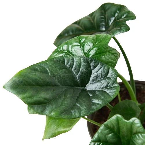 Alocasia 'Mirror Face' 4" potted plant