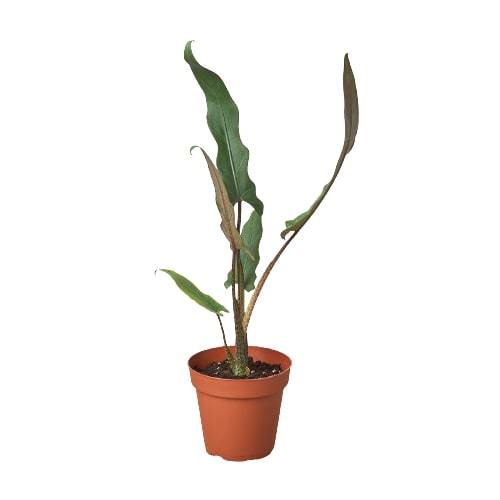 Alocasia 'Purple Sword' potted plant