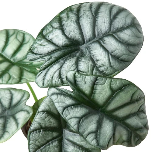Alocasia Silver Dragon potted plant