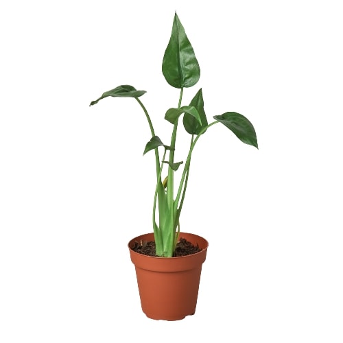 Alocasia 'Tiny Dancer' 4" potted plant
