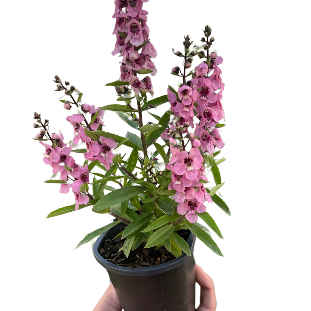Angelonia potted plant
