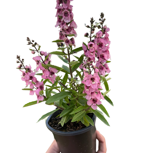 Angelonia potted plant