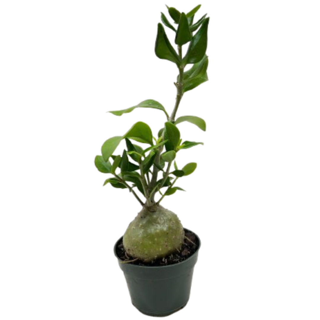 Ant Plant potted plant