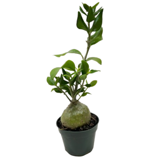 Ant Plant potted plant