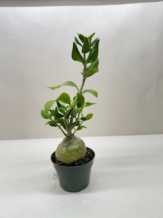 Ant Plant potted plant