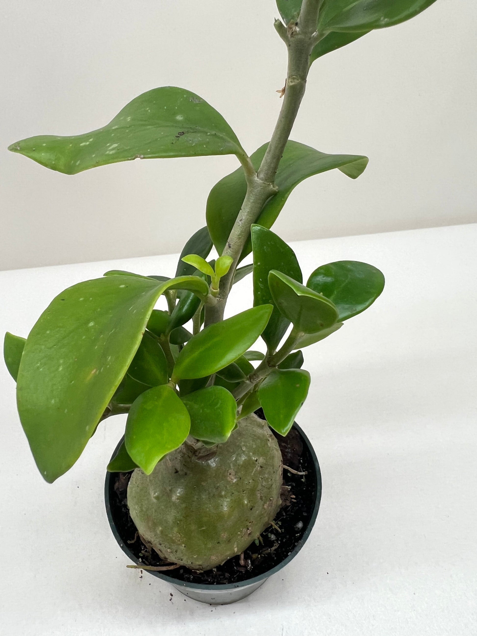 Ant Plant potted plant