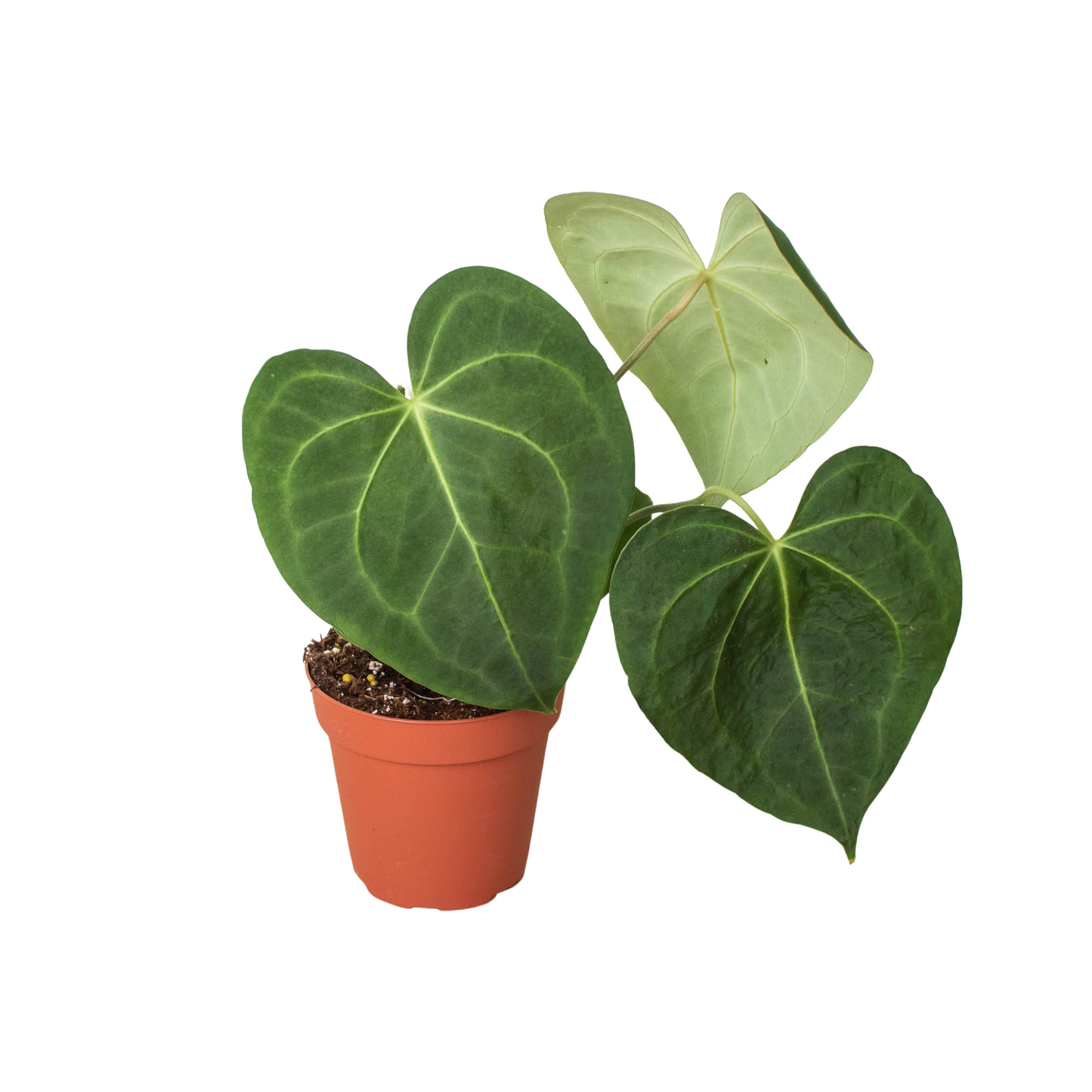 Anthurium 'Clarinervium' potted plant