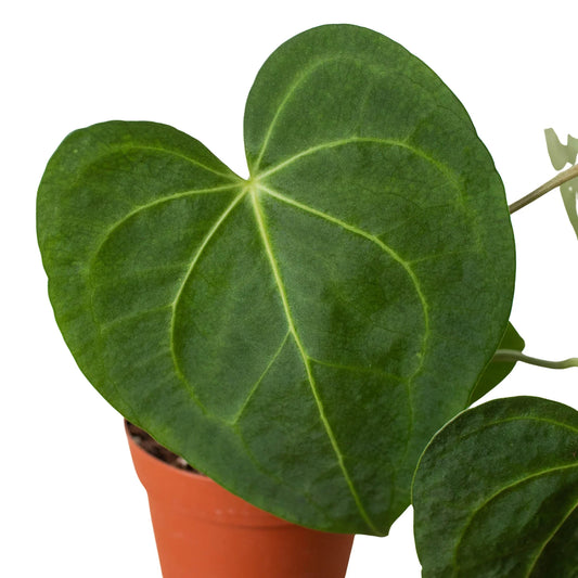 Anthurium 'Clarinervium' potted plant