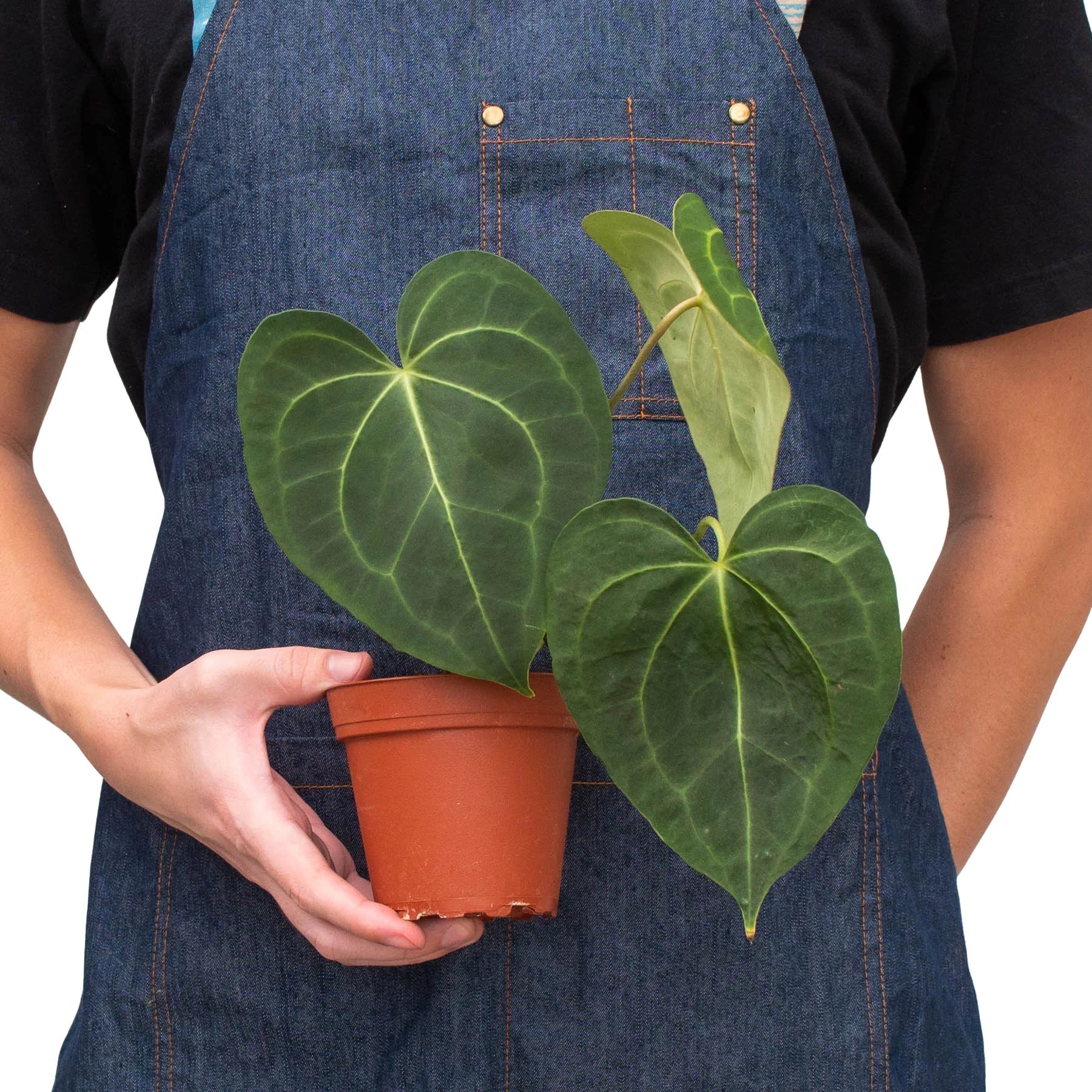 Anthurium 'Clarinervium' potted plant